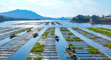 浙江淳安:湖上菜園“整地”忙